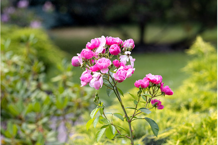 pink roses among spring greenery