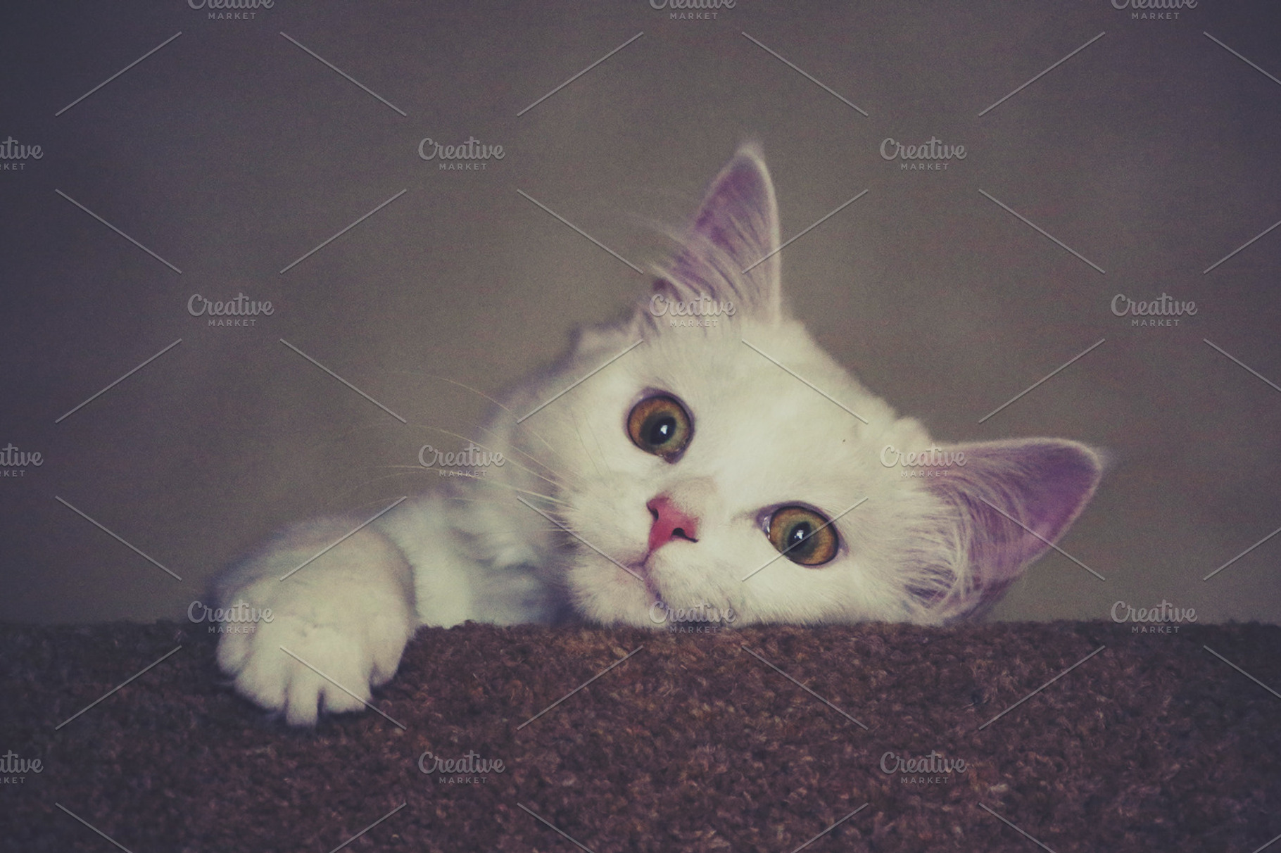 Kitty Wild