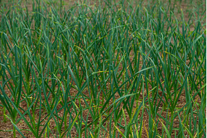 Garlic grows in the garden, a Nature Photo by yanadjana