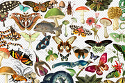 Vintage Naturalist Clipart, an Animal Illustration by Digital Curio (Thumbnail 2 of 4)