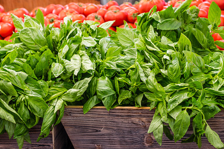 Basil Plants preview 5