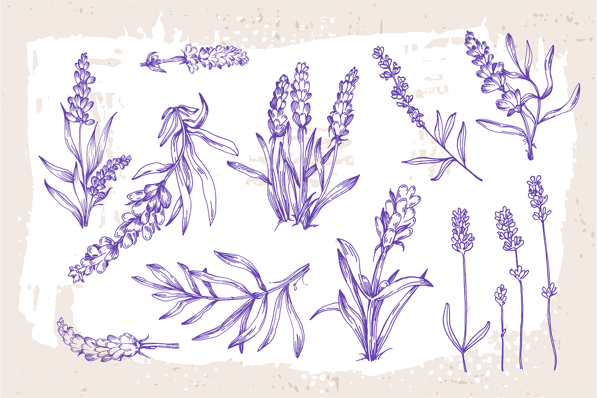 Lavender sketch illustration, a Decorative Illustration by Samira (Photo 6 of 10)