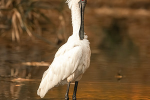 Royal Spoonbill