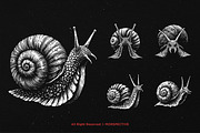 10 Bundle Dark Art Snail Mollusk, an Illustration by Morspective (Thumbnail 5 of 7)