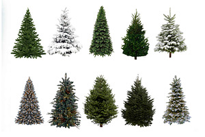 Fir Tree Overlays, Christmas, PNGs