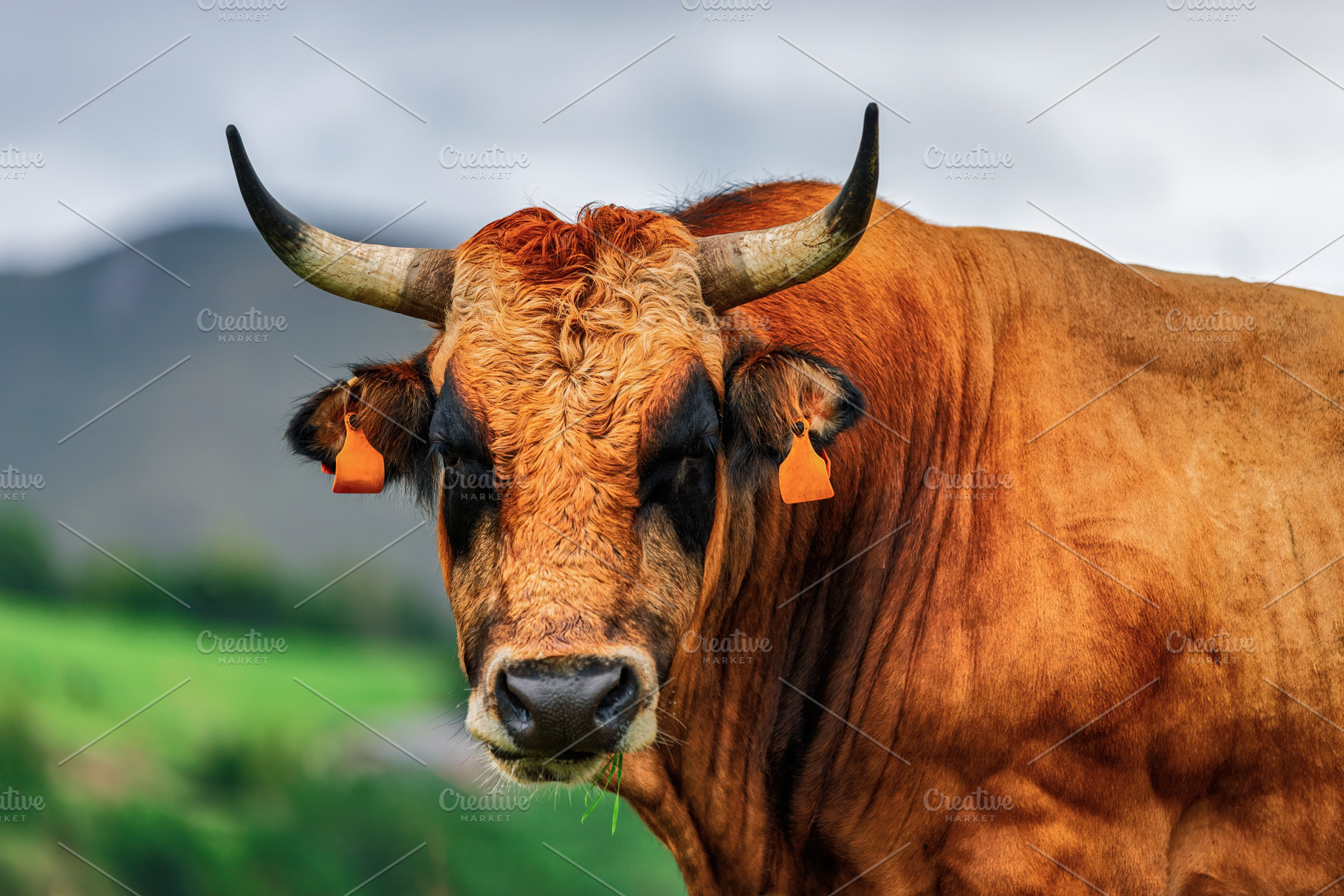 Close-up of an Asturian Valley bull, an Animal Photo by Perpis