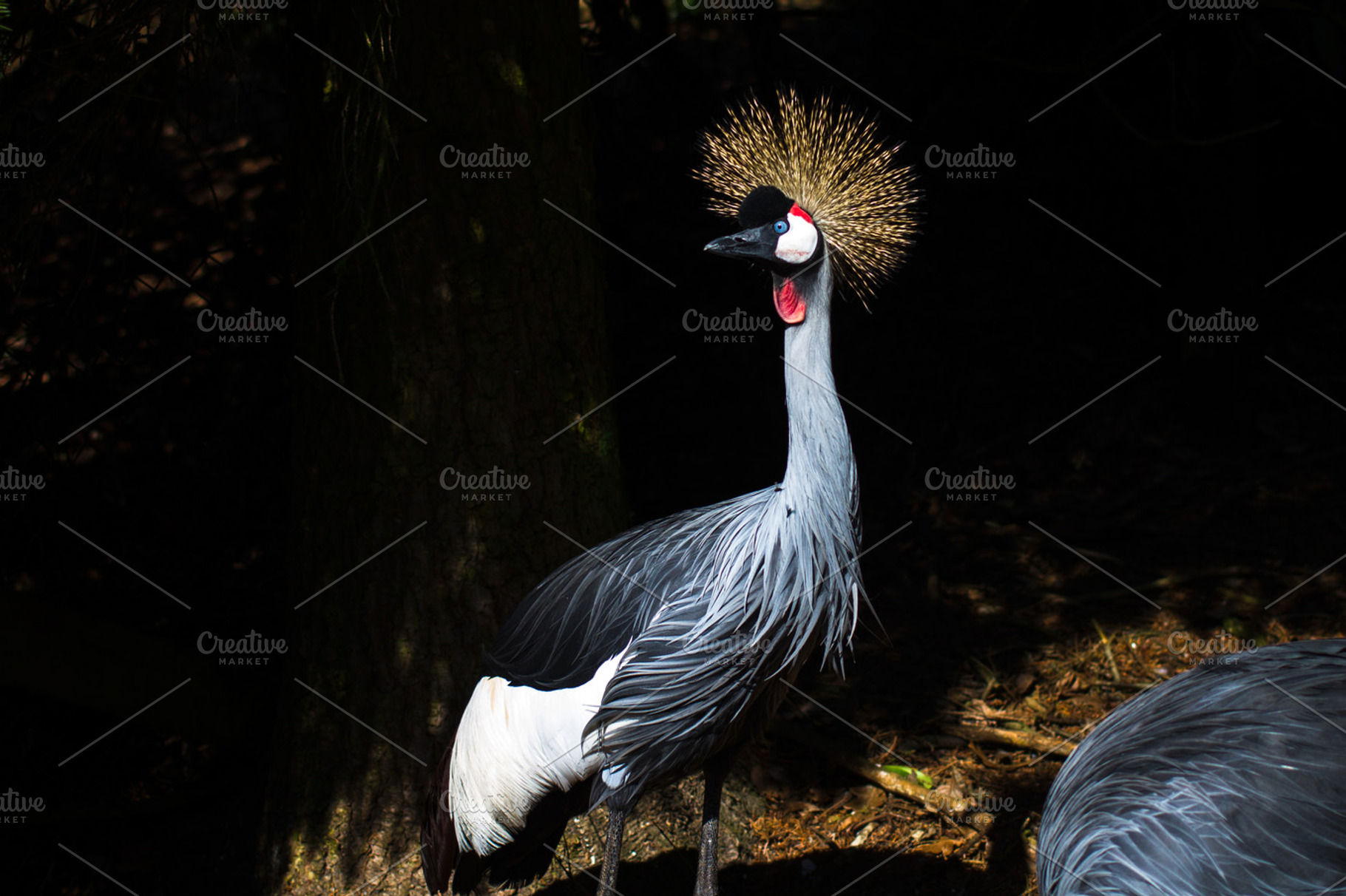 Grey crowned crane in nature., an Animal Photo by JS Shop