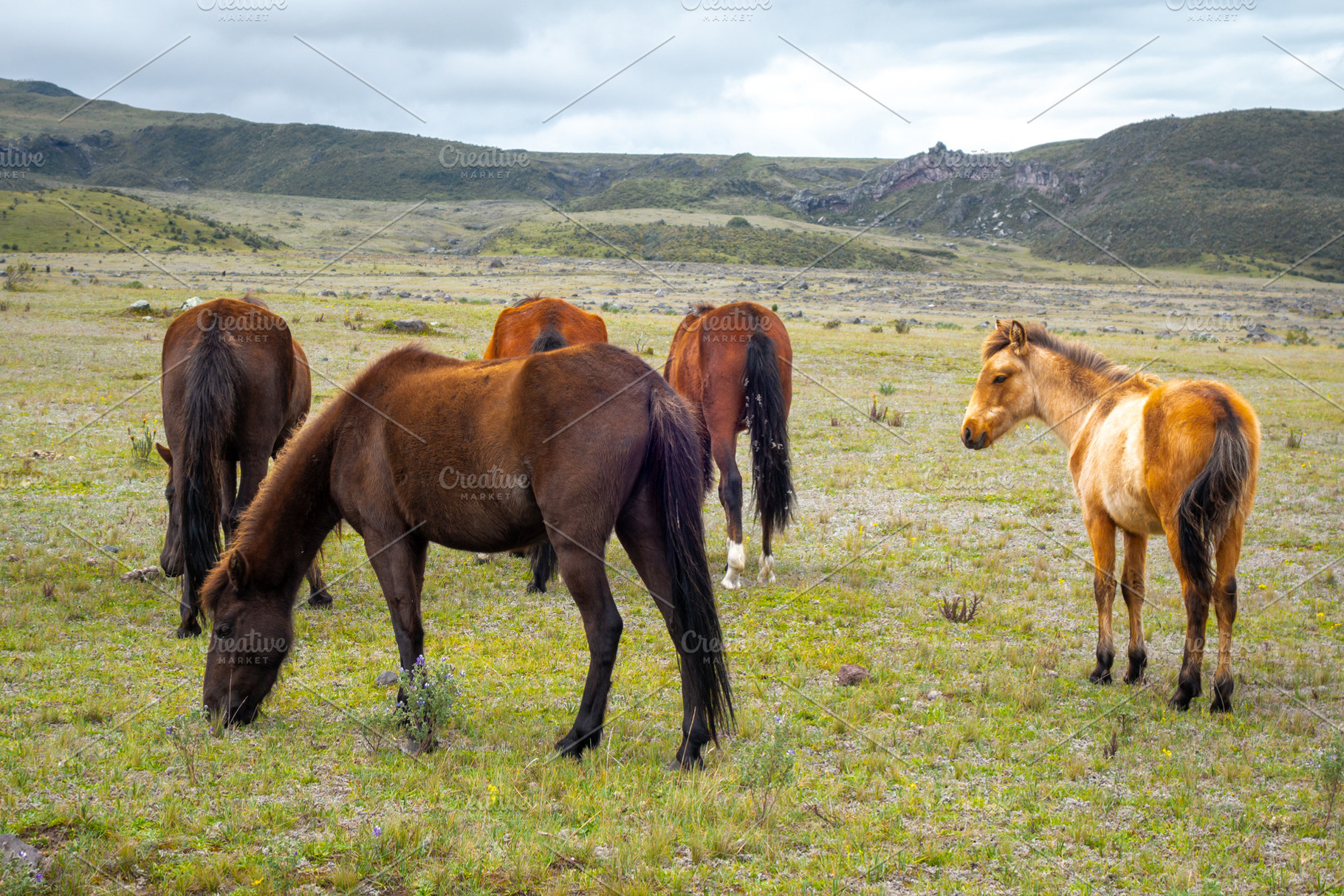 Wild horses grazing on the slopes of Cotopaxi Volcano, Ecuador, an Animal Photo by GoodGoods