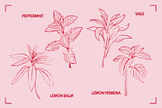 HERBAL TEA (30+ ILLUSTRATIONS), a Food Illustration by Bonfloret Studio (Thumbnail 6 of 10)