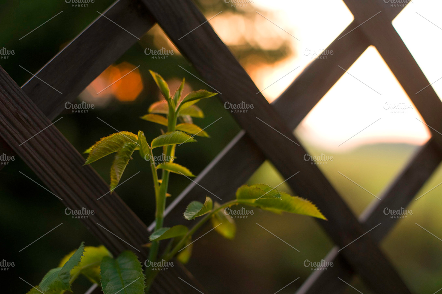 The Arbour