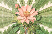 Botanic - Artistic Motion Video, a Nature Photo by Wumi Studio (Thumbnail 1 of 3)