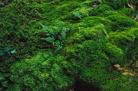 Moss