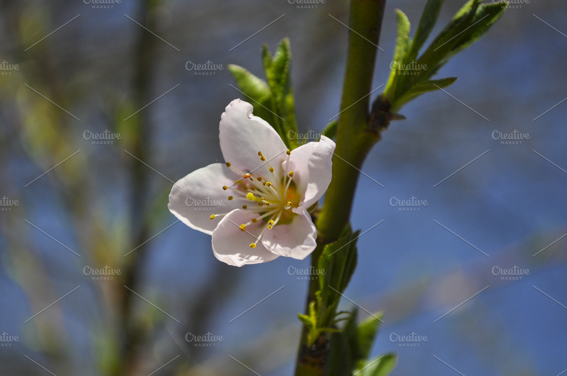Peach Tree Blossom Featuring Spring Blossom And Peach Tree