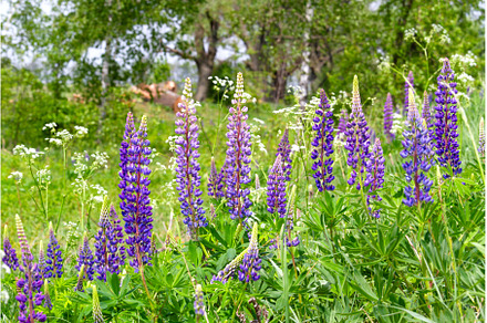 spring landscape with blue lupines, a Nature Photo by Pakosta