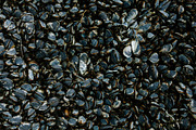 Living Mussel Shells, a Nature Photo by westcoastlife (Thumbnail 1 of 2)