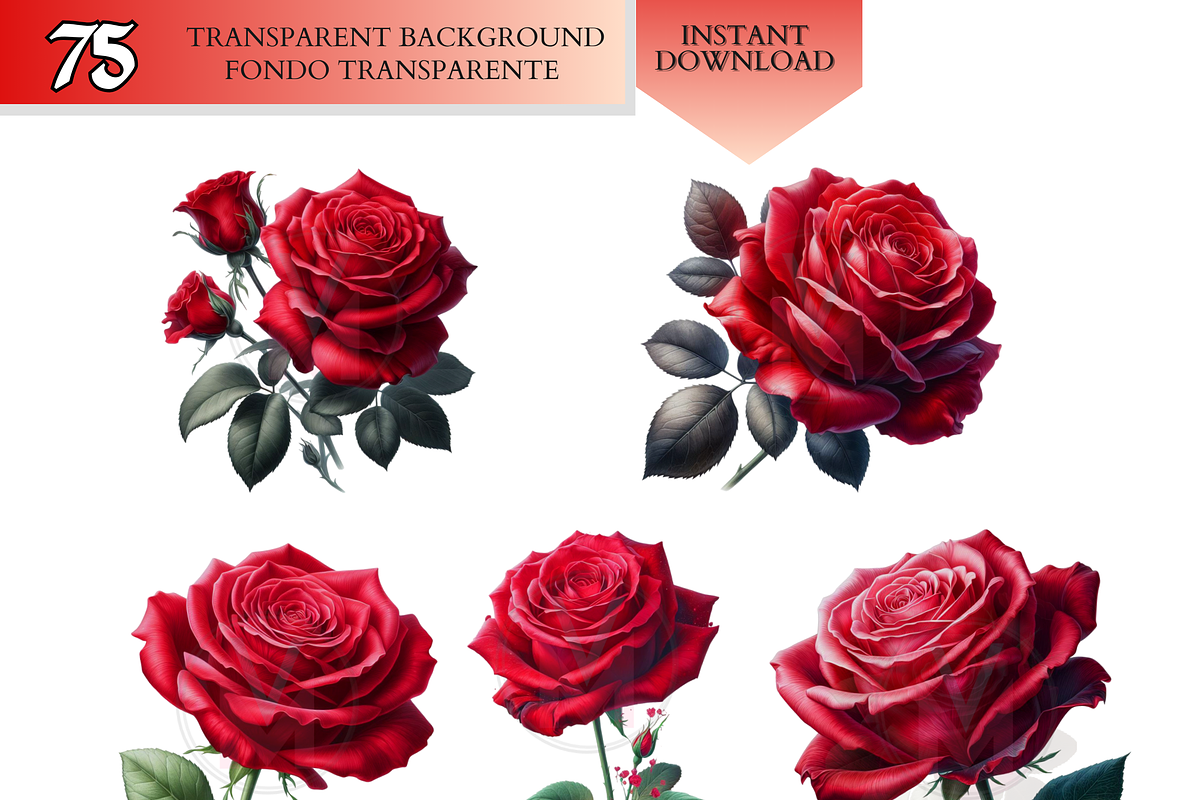 Red Roses watercolor Clipart png, a Decorative Illustration by VM ...
