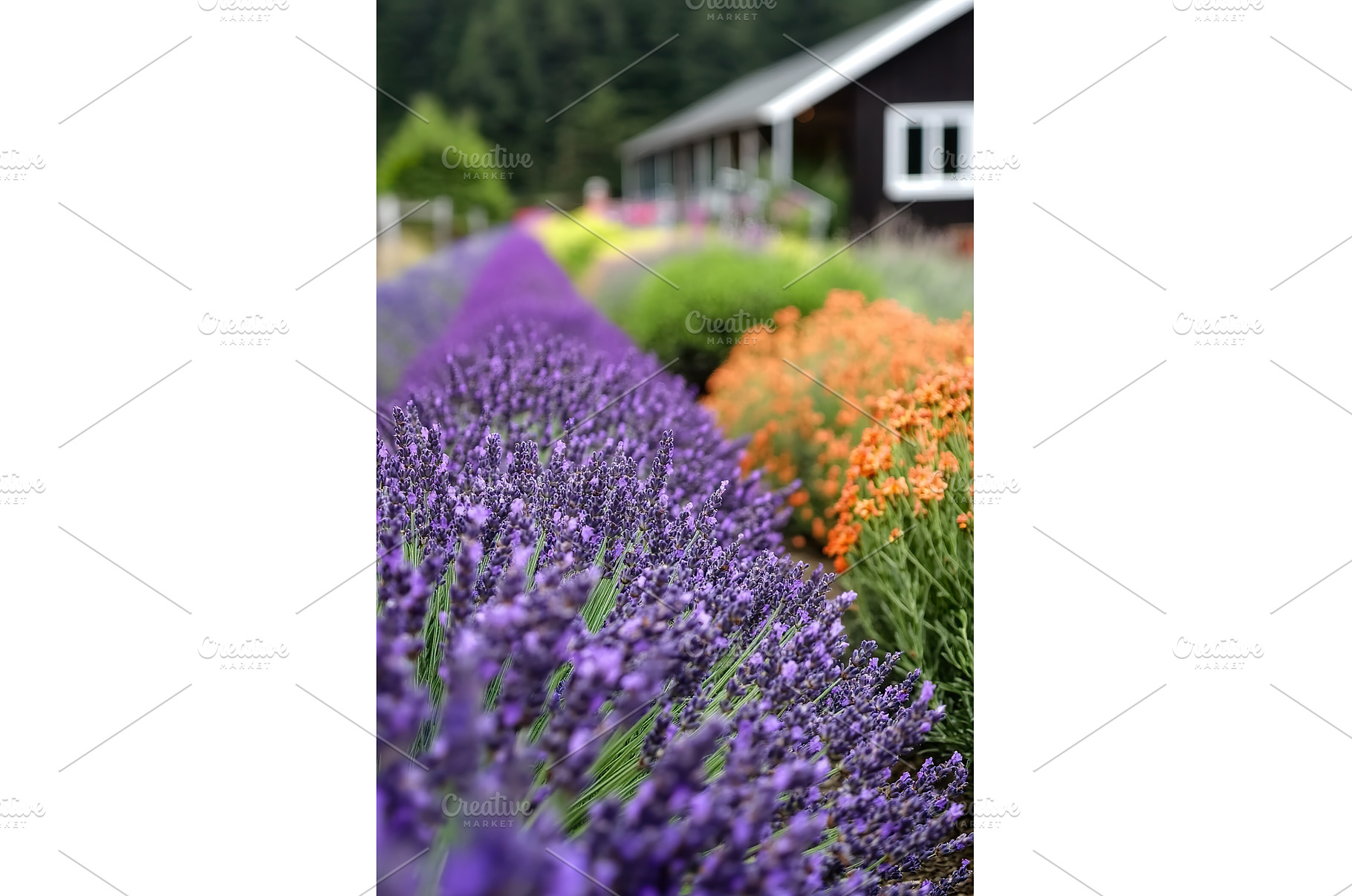 Purple lavender and colorful flowers, an Animal Photo by Lermont51