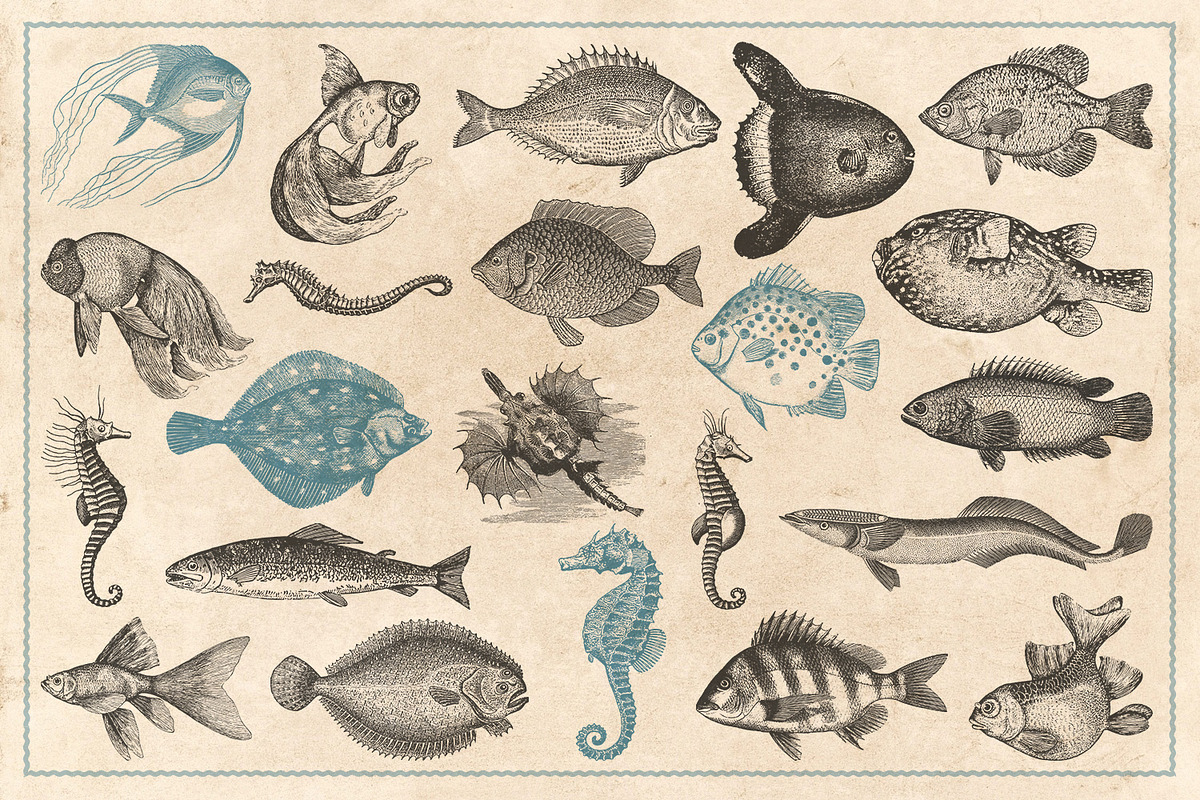 154 Vintage Sea Illustrations, an Animal Illustration by Brigantine Designs (Photo 4 of 10)