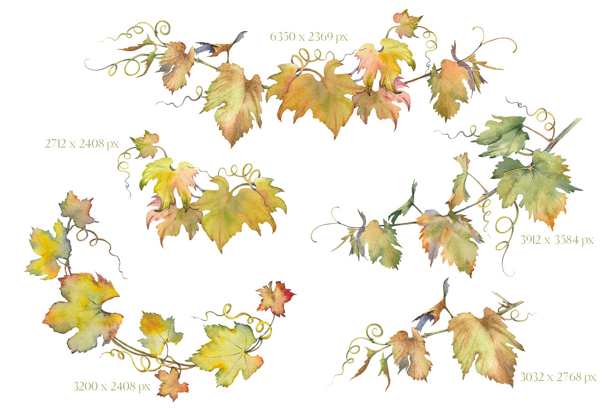 Watercolor Grapes Clipart Set, a Food Illustration by Jeanna Draw (Photo 7 of 12)