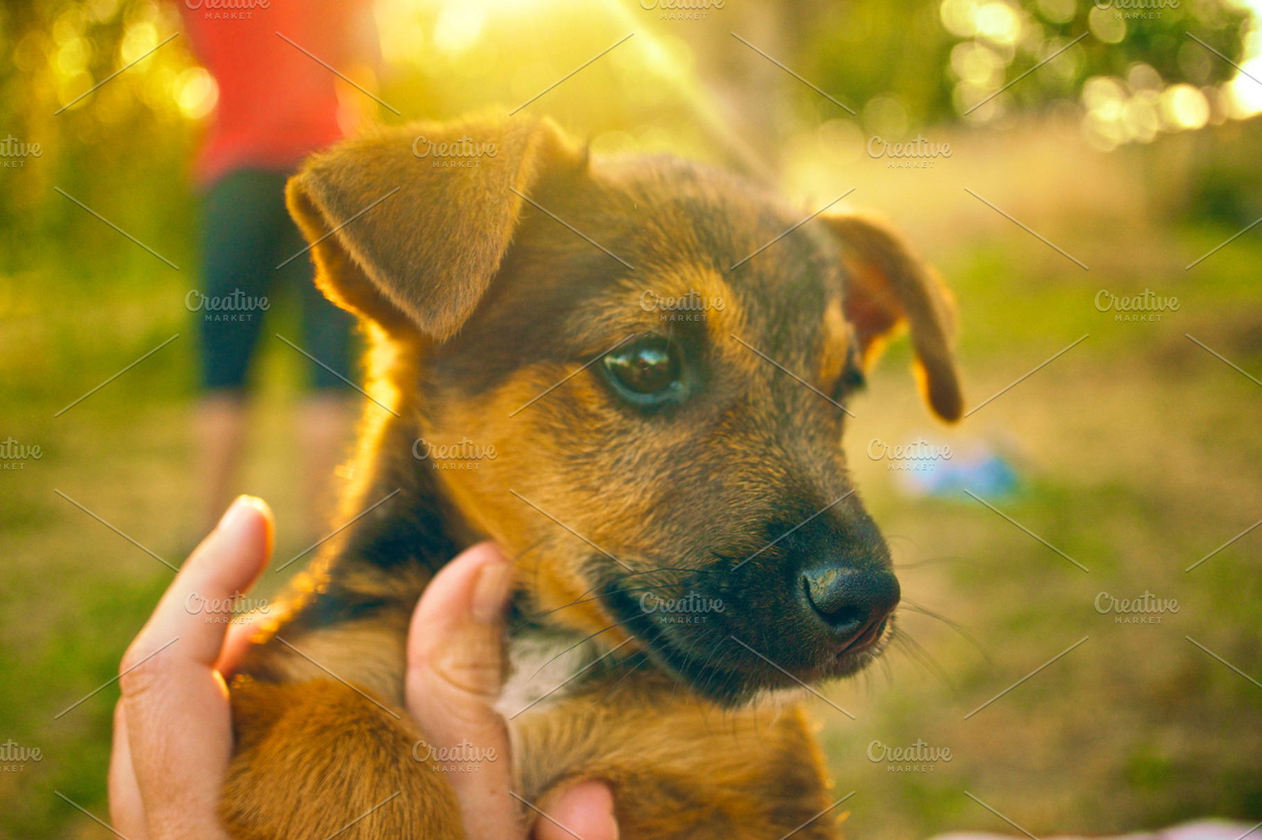 Puppy Dog Stock Photo