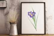 Florals watercolor set, an Illustration by Elegantia (Thumbnail 10 of 11)