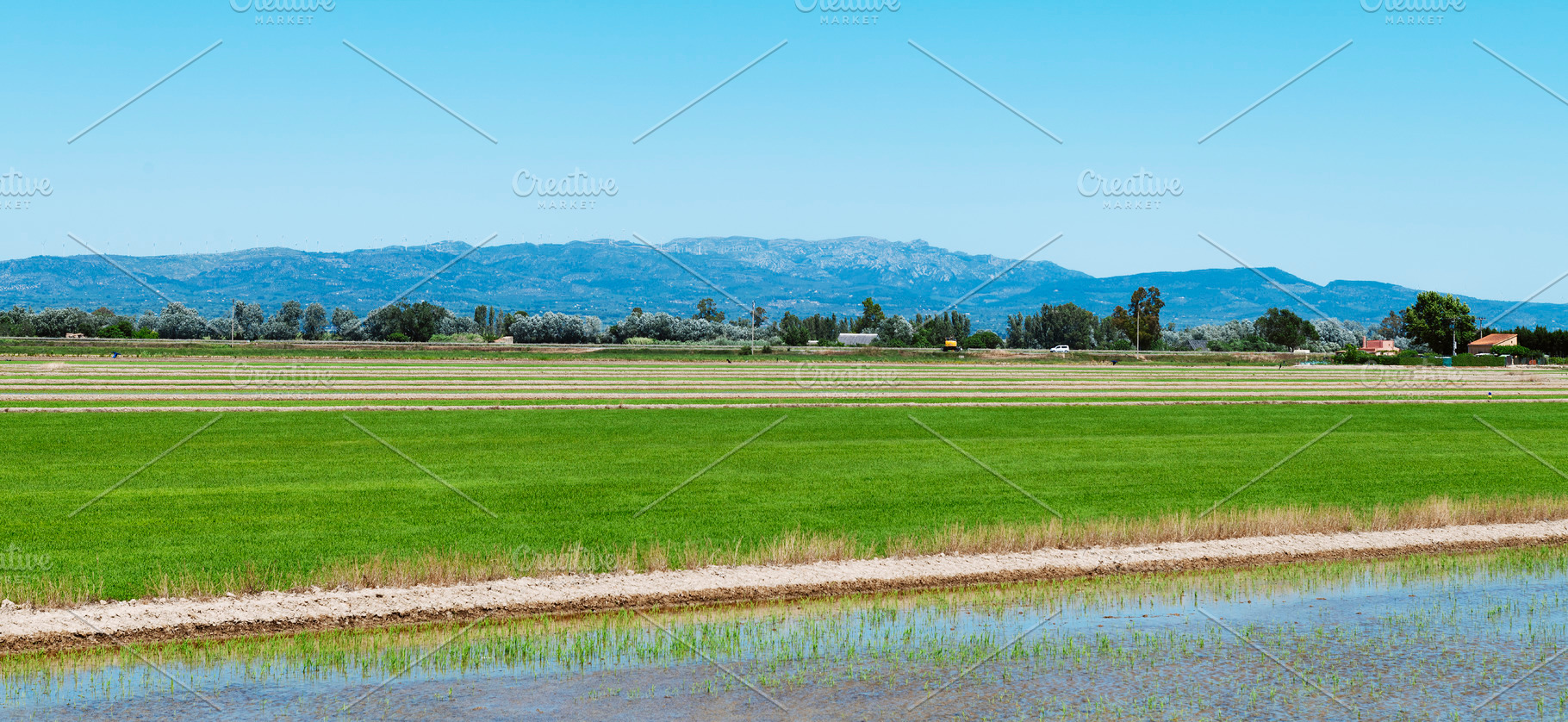 rice paddies in the Ebro Delta, Spain, banner, a Photo by Nito