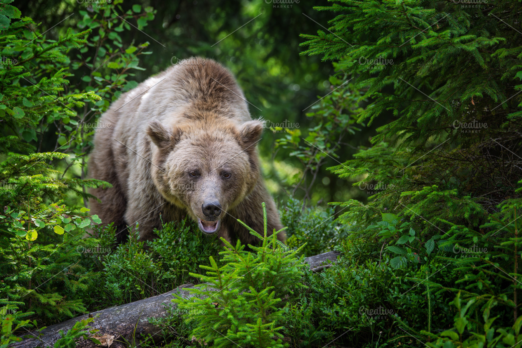 Brown bear standing among lush green foliage in a forest, surrou, an Animal Photo by Byrdyak