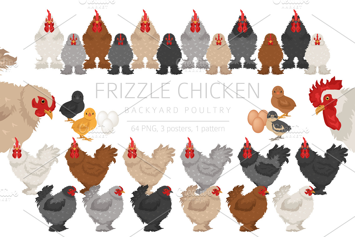Frizzle Chicken breed clip art, an Animal Illustration by pet design shop (Photo 1 of 5)
