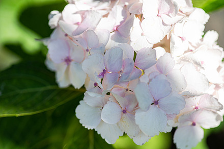 Close up of blooming Hydrangea, a Nature Photo by Anna Bogush