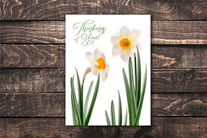 Daffodil Realistic ClipArt Specimens