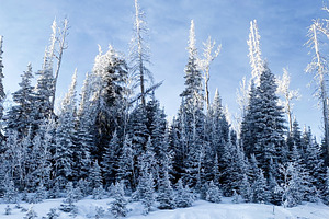 Snowy forest in Utah with tall frosted trees under a clear blue sky, a Nature Photo by AS photostudio