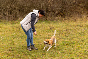 Woman playing fetch with beagle dog, a Photo by Grafvision photography