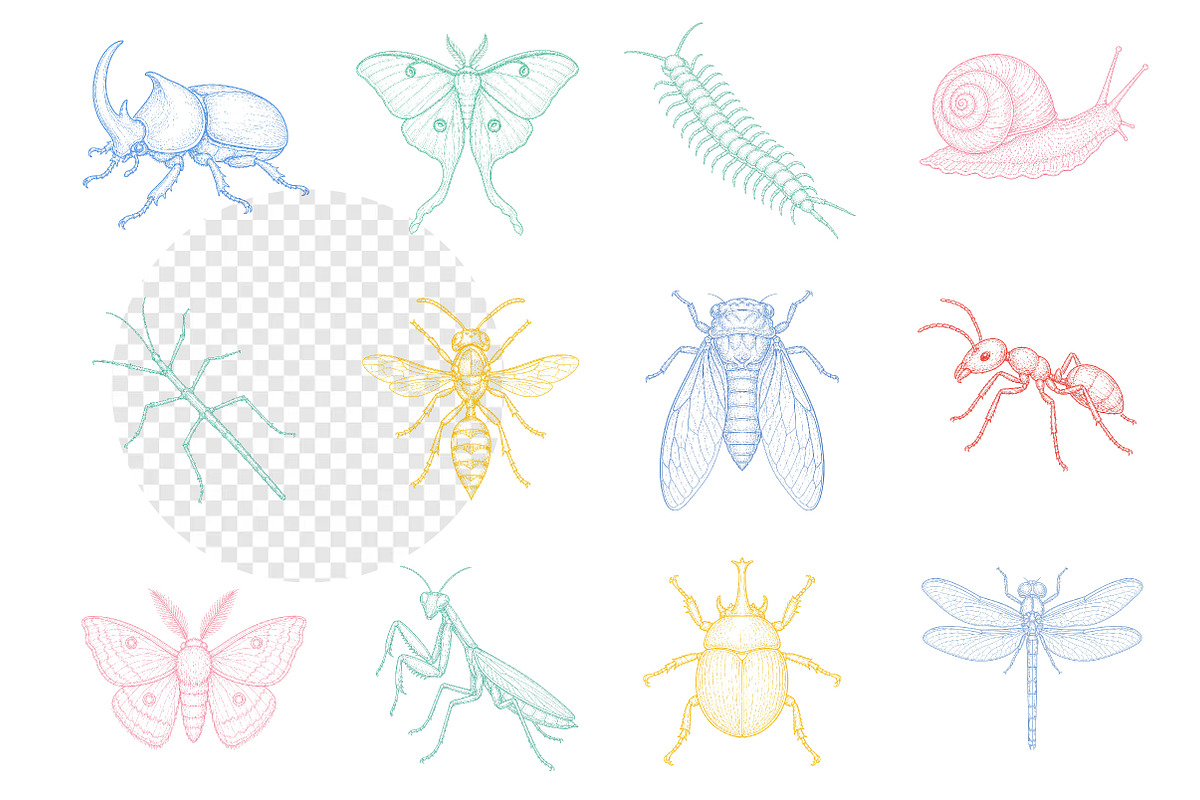 Hand Drawn Insects and Bugs Clipart, an Illustration by Dream Creation (Photo 3 of 5)