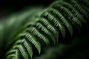 Delicate fern leaf against dark, a Nature Photo by MistyDay
