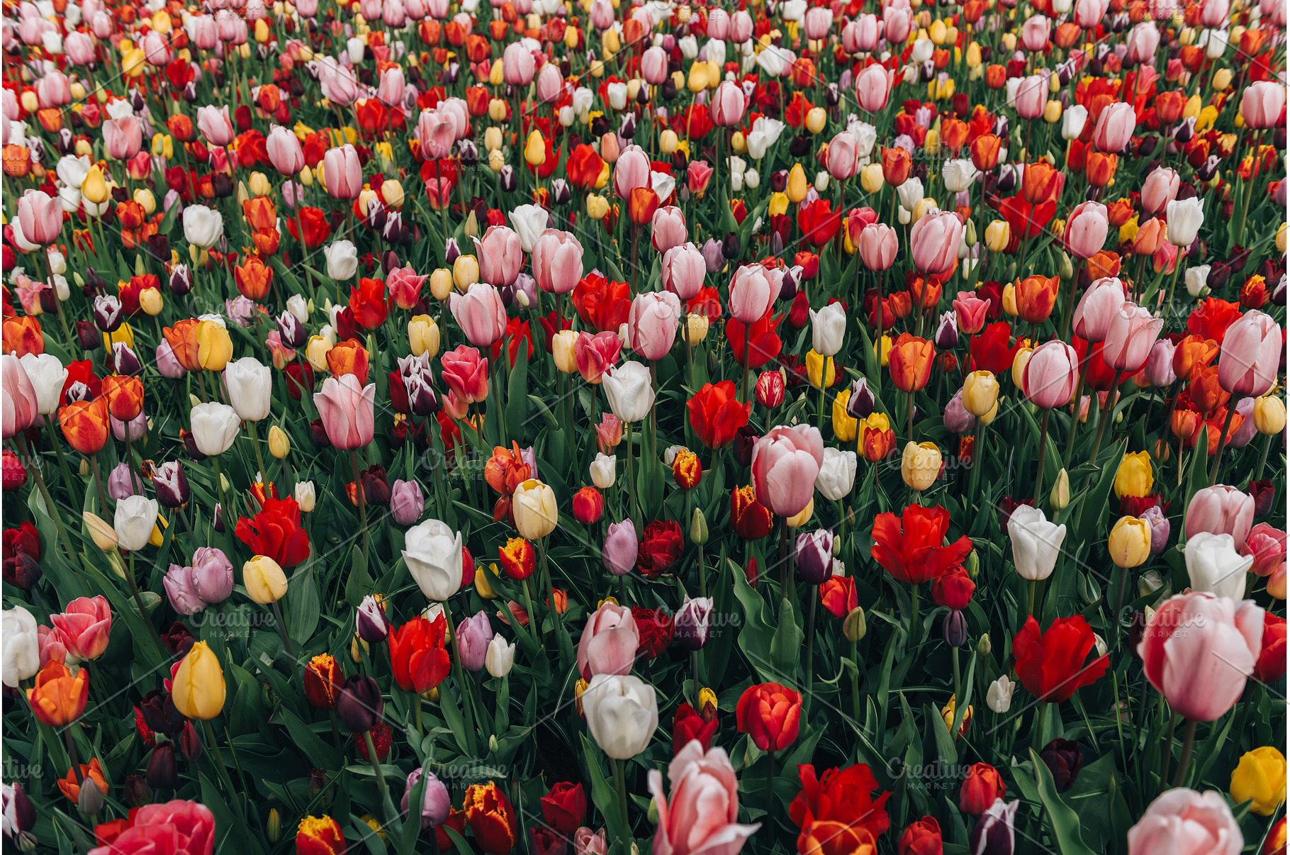 Flower gardens in the Netherlands, a Nature Photo by MAnuta