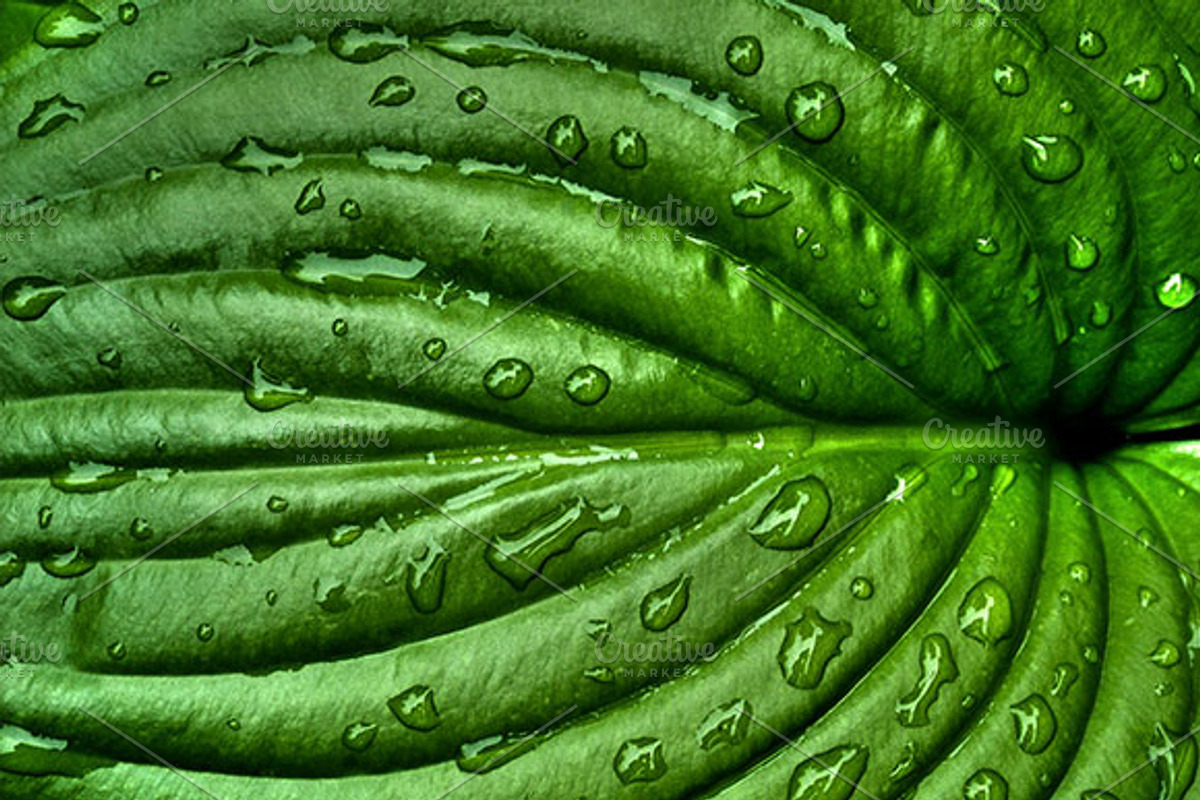 Leaf Textures preview 2