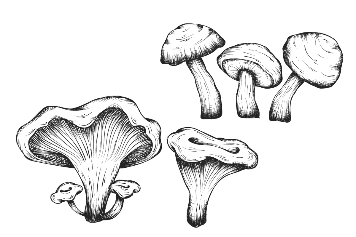 Mushrooms hand drawn set isolated, a Food Illustration by Tierre3012 (Photo 3 of 3)