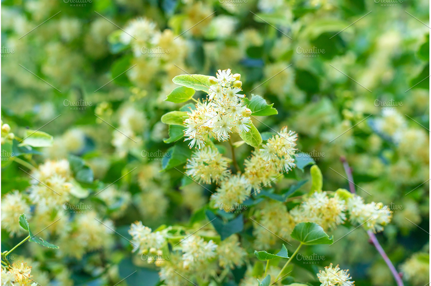 Linden trees bloom in the garden, a Nature Photo by yanadjana