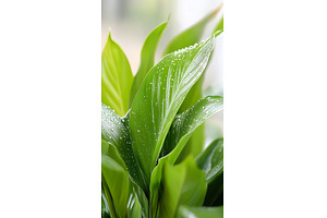 Vibrant green leaves with water, a Nature Photo by Lermont51
