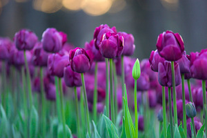 Tulip flowers 2 garden