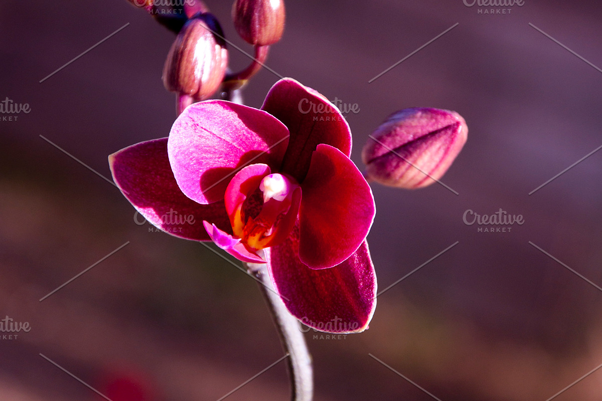 Orchid Flower Stock Bundle, a Nature Photo by r.r.palacios (Photo 6 of 11)