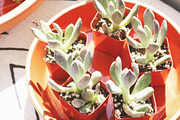 Retreat | Botanical Stock Photo Bund, a Nature Photo by MDSN Design (Thumbnail 11 of 16)