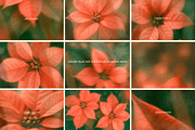 Christmas Poinsettia - Soft Floral, a Background Graphic by DigARTbyHavroshka (Thumbnail 7 of 9)