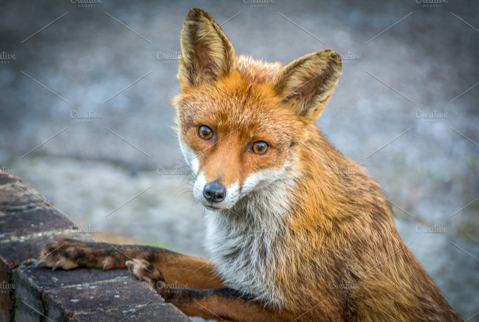 The Urban Red Fox, an Animal Photo by Shoey Photography