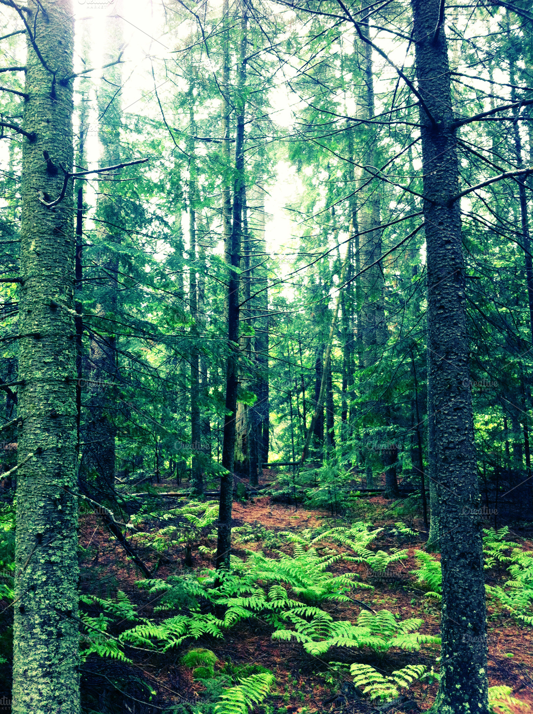 Adirondack Forest Trees