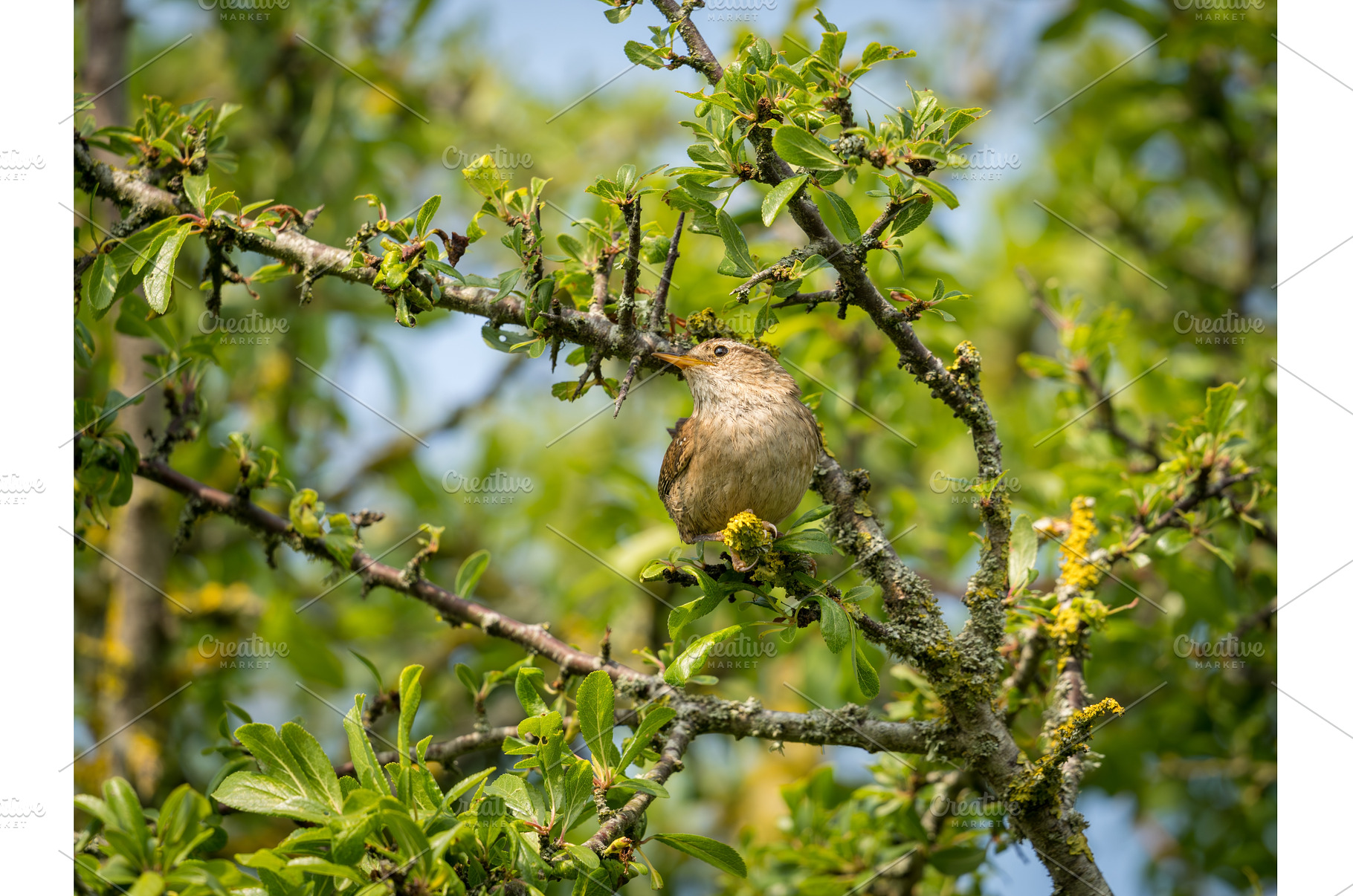 Small Eurasian Wren sitting in, an Animal Photo by Backyard Stock
