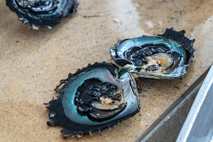 Tahitian Black Pearl Oyster on Tahaa Island, French Polynesia, an Arts & Entertainment Photo by GoodGoods