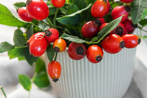 Rose hips spilling from a vase create a vibrant display of autum, a Food & Drink Photo by Olena Rudo