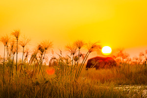 Africa Background, an Animal Photo by THP Creative