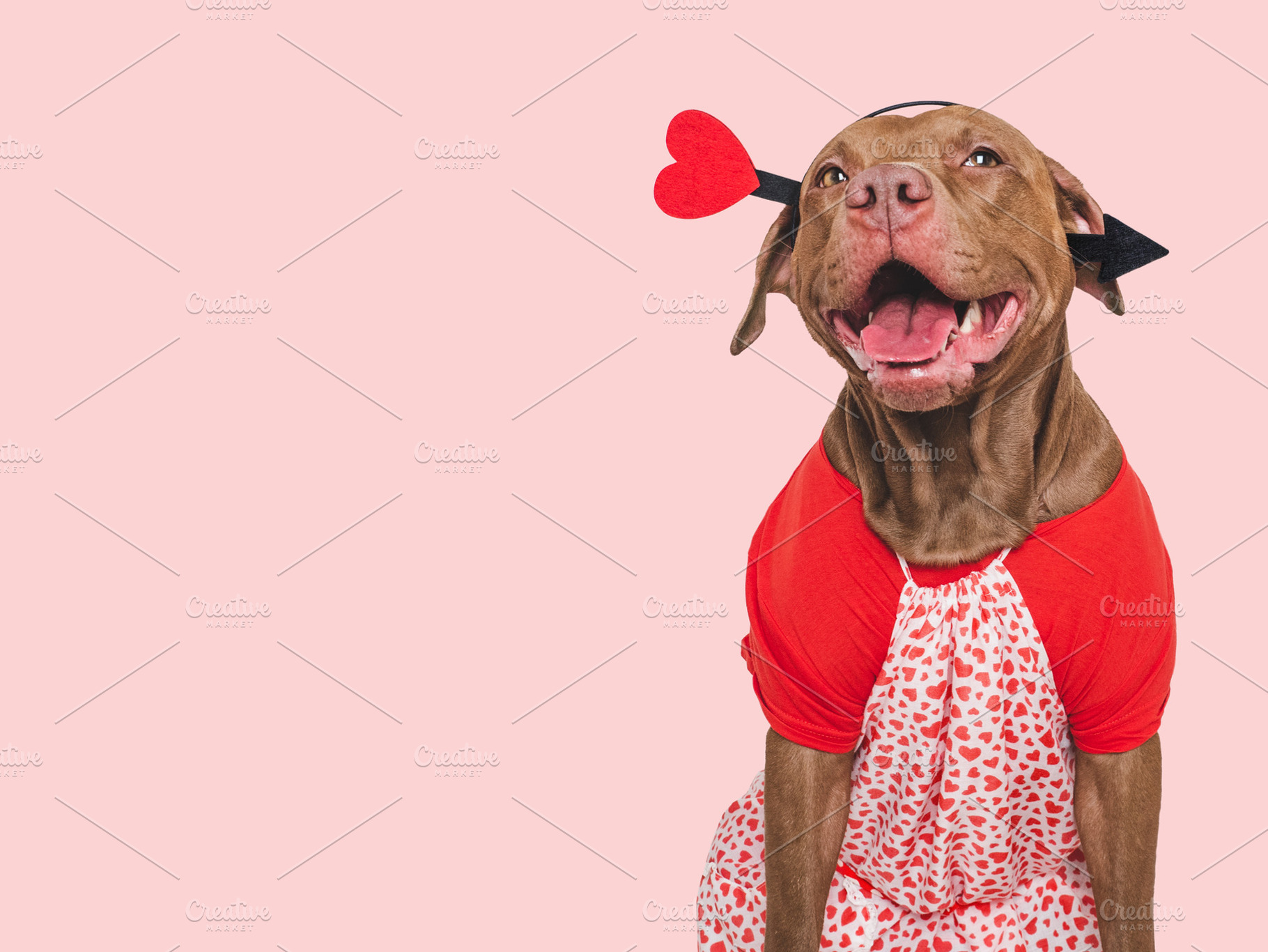 Cute brown puppy and red heart. Beautiful greeting card, an Animal Photo by Svetlana Barchan
